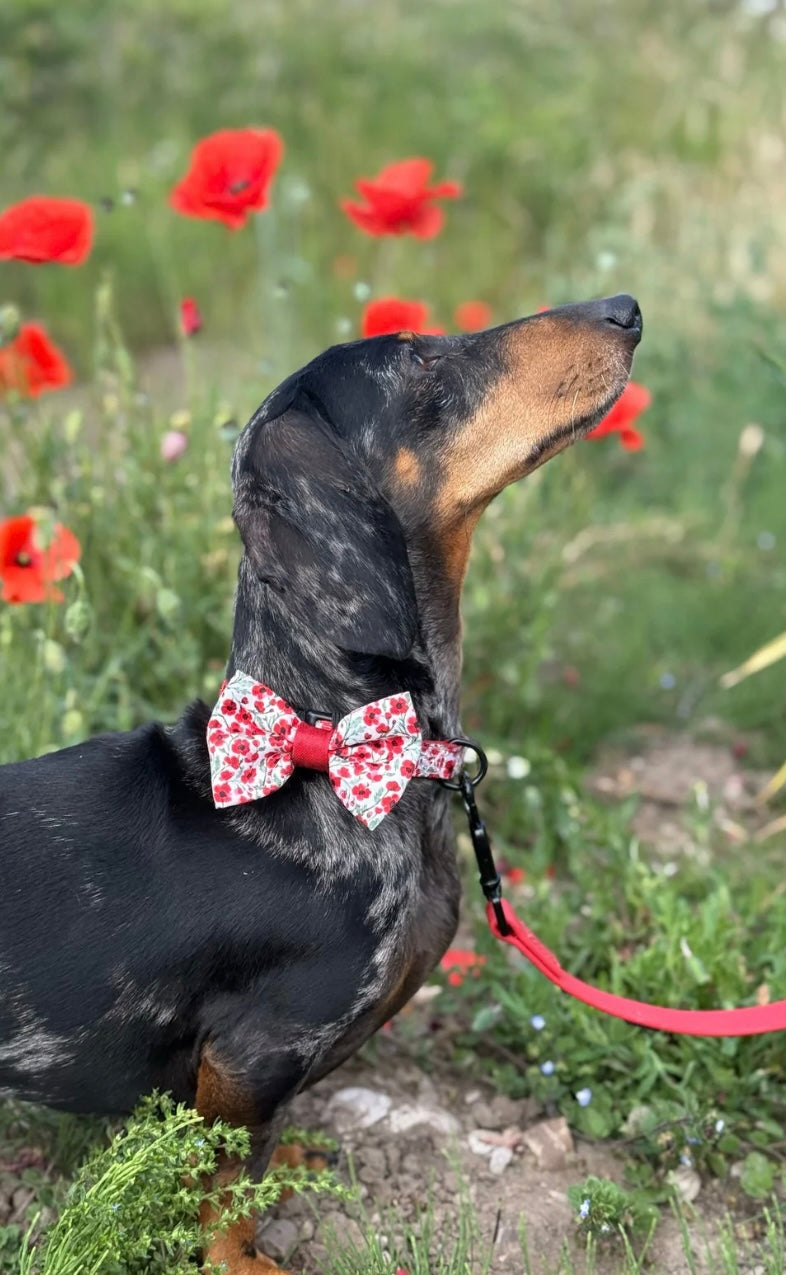 Painted Poppies bow tie