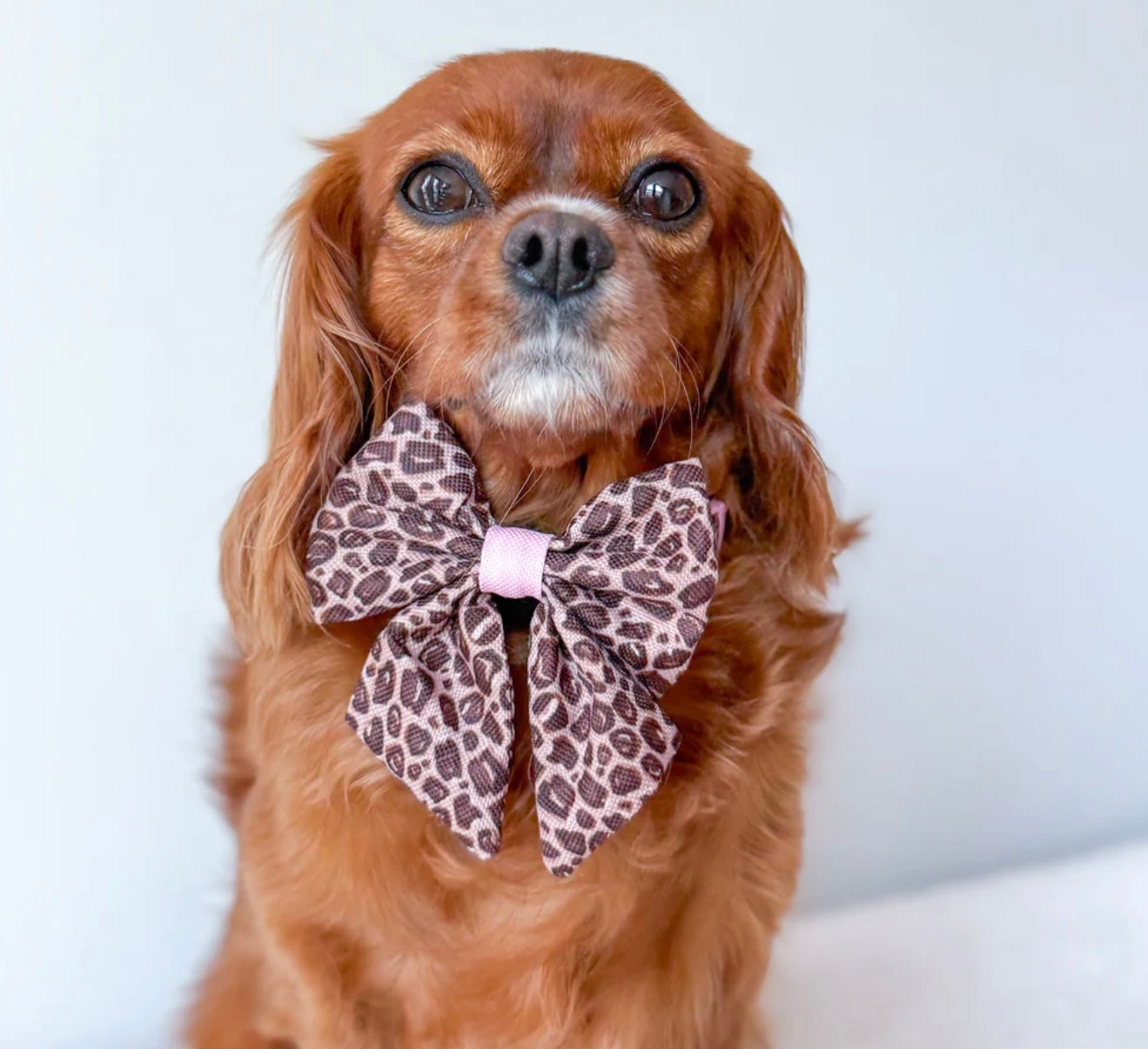 Leopard print Sailor bow
