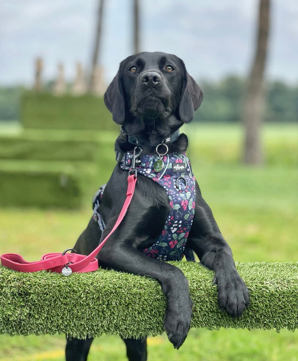 Hydroflex waterproof Lead Mulberry