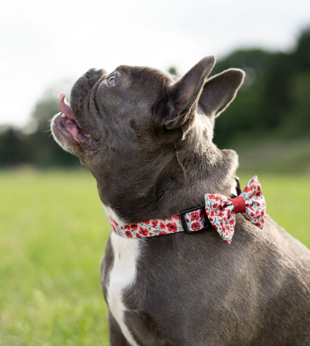 Painted Poppies collar