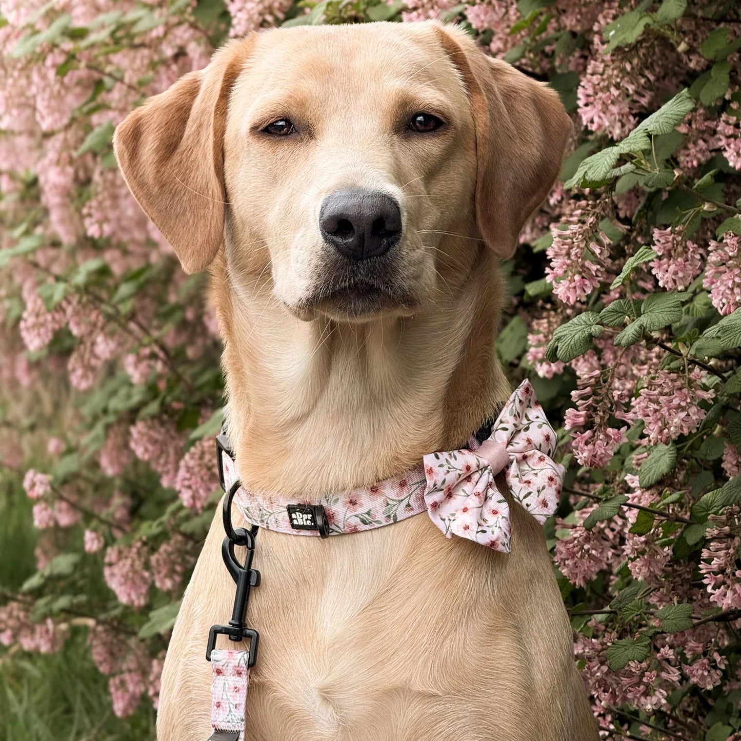 Blushing blossoms collar