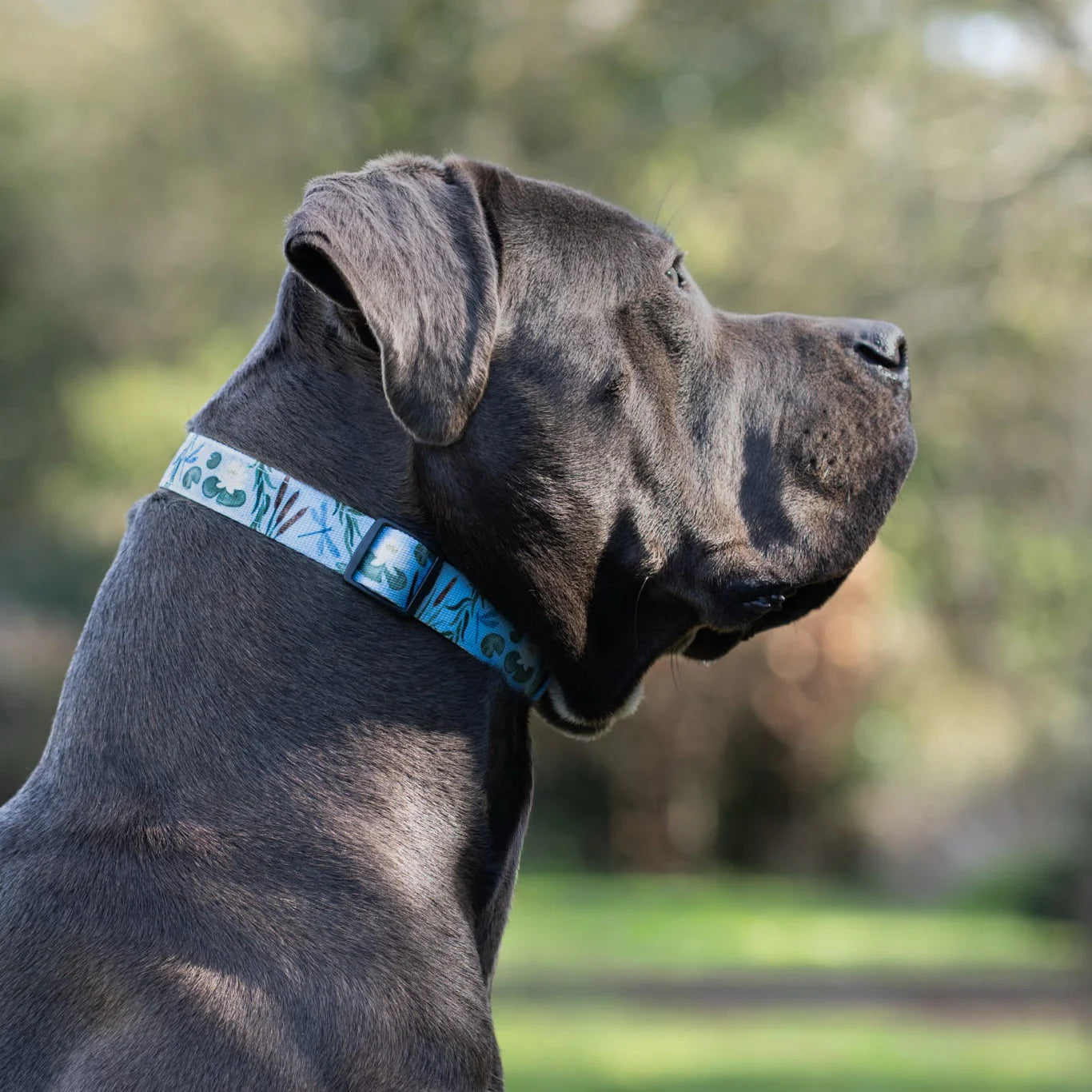 Willow Waters collar