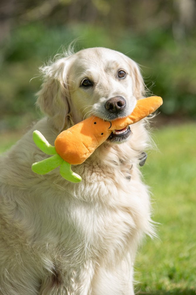 Furry carrot