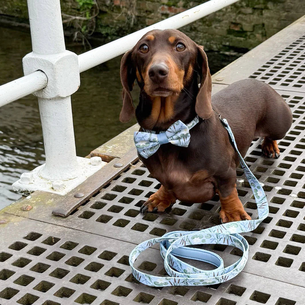 Willow Waters bow tie