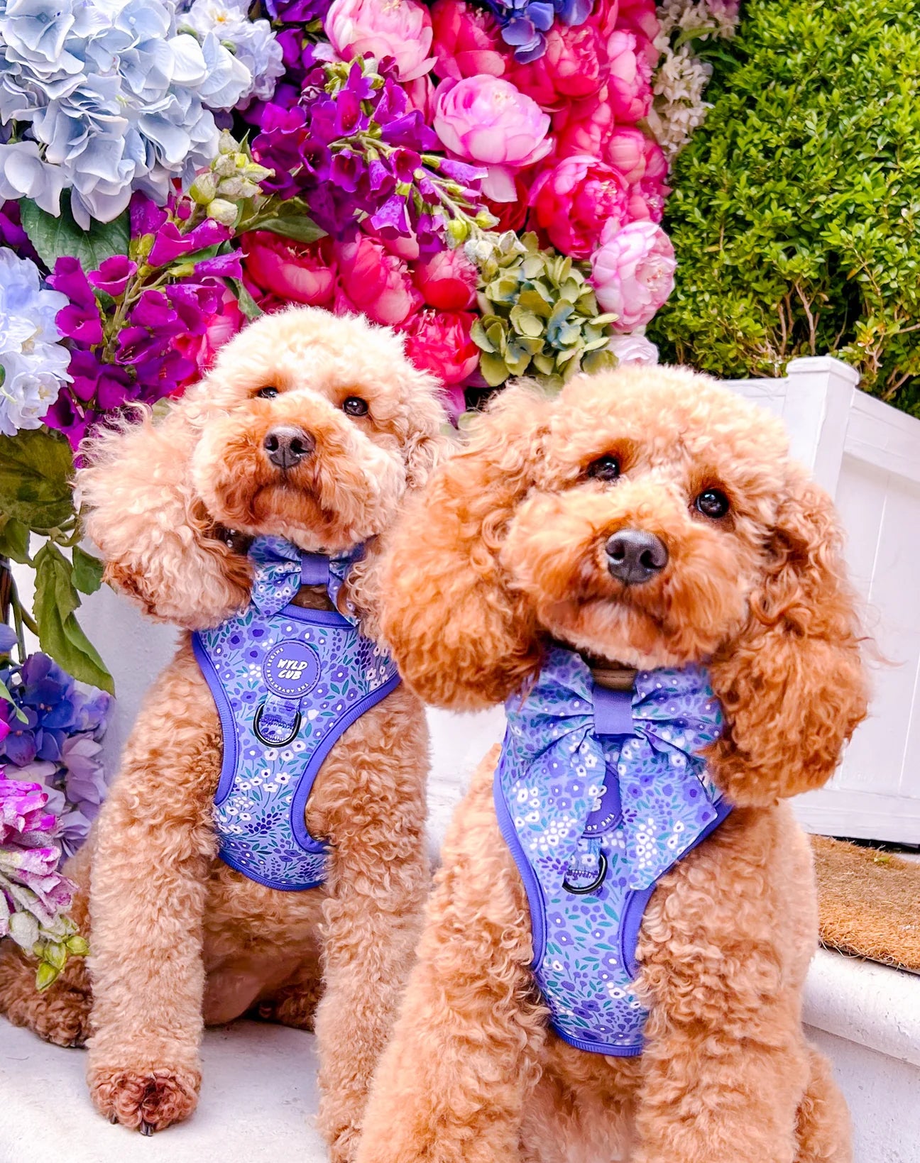 Notting hill- Wisteria harness