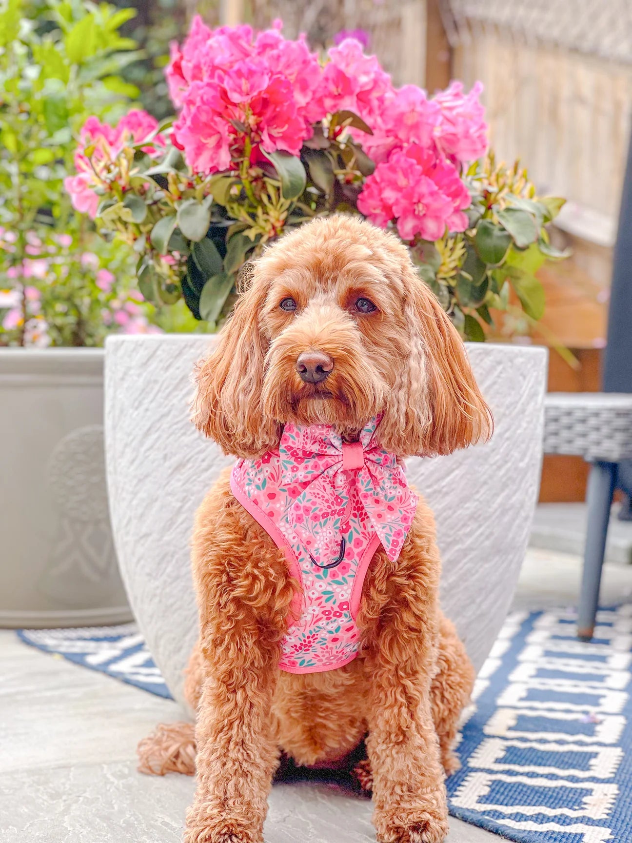 Notting hill-Rose harness