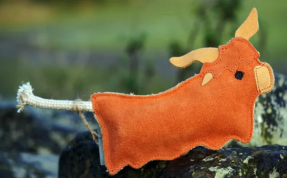 Hamish the highland cow