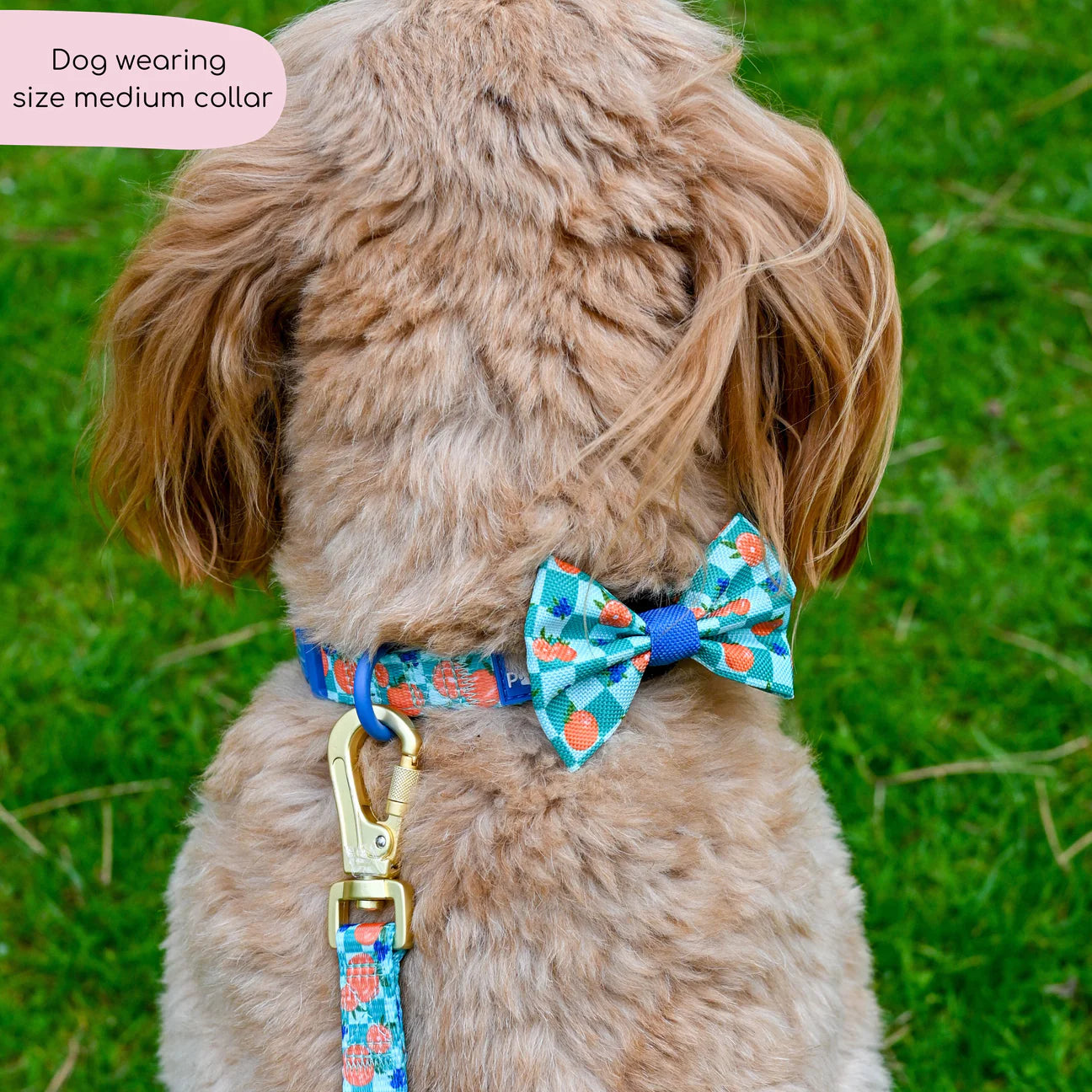 Fruit Punch collar