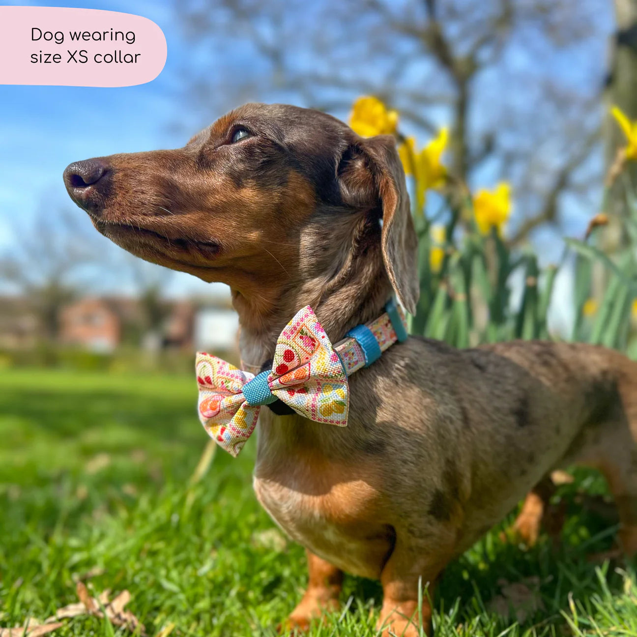 Summer vacay collar