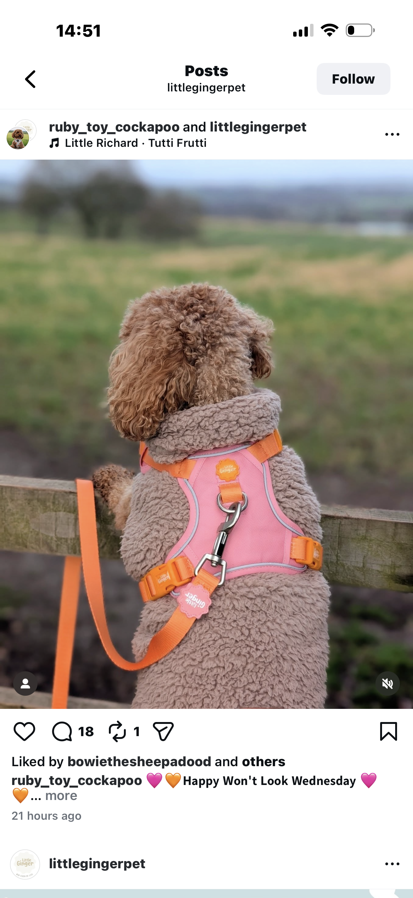 Little ginger control harness Tutti-fruity