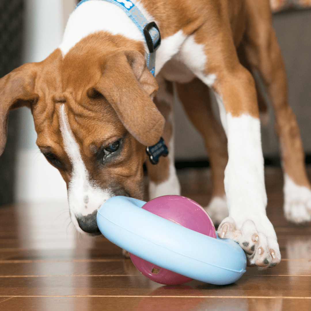 Kong puppy Gyro