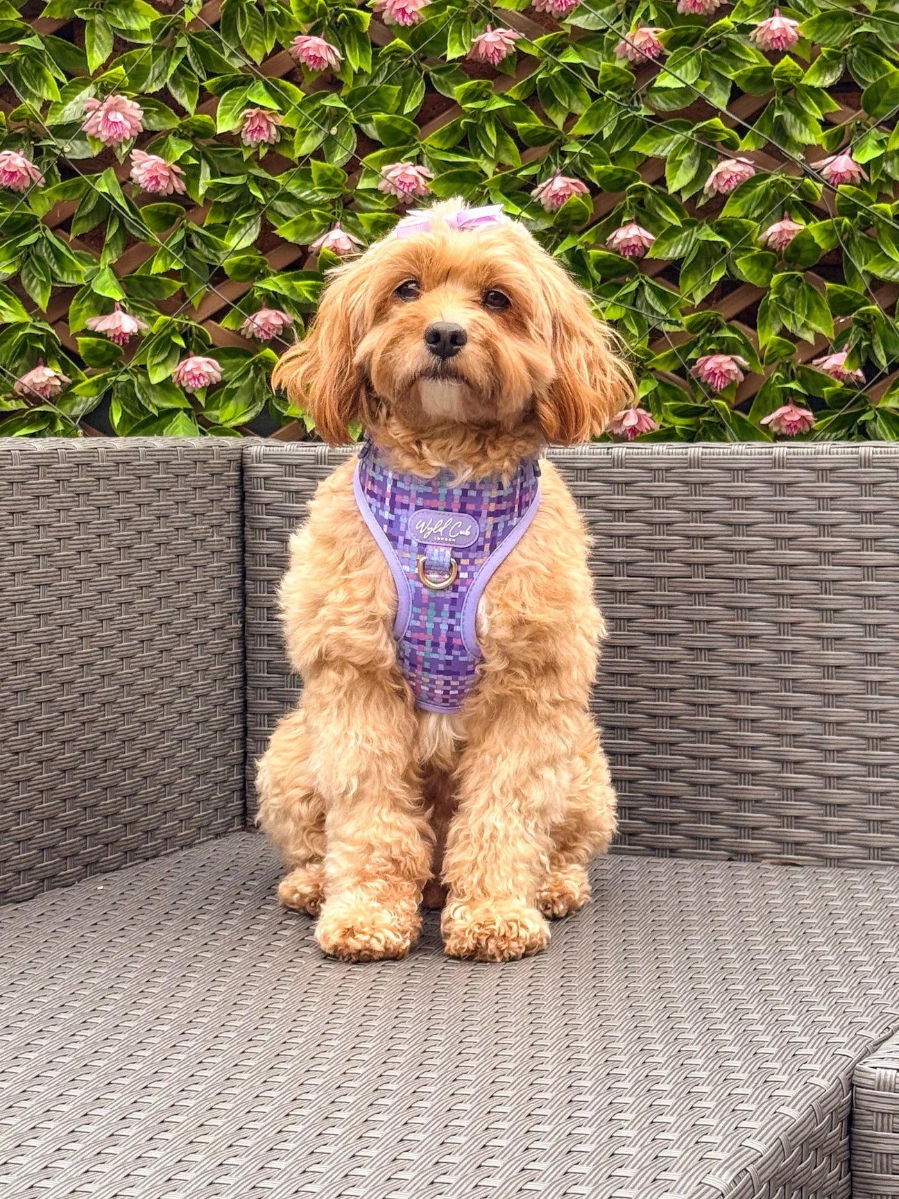 Belgravia Sugarplum - adjustable harness