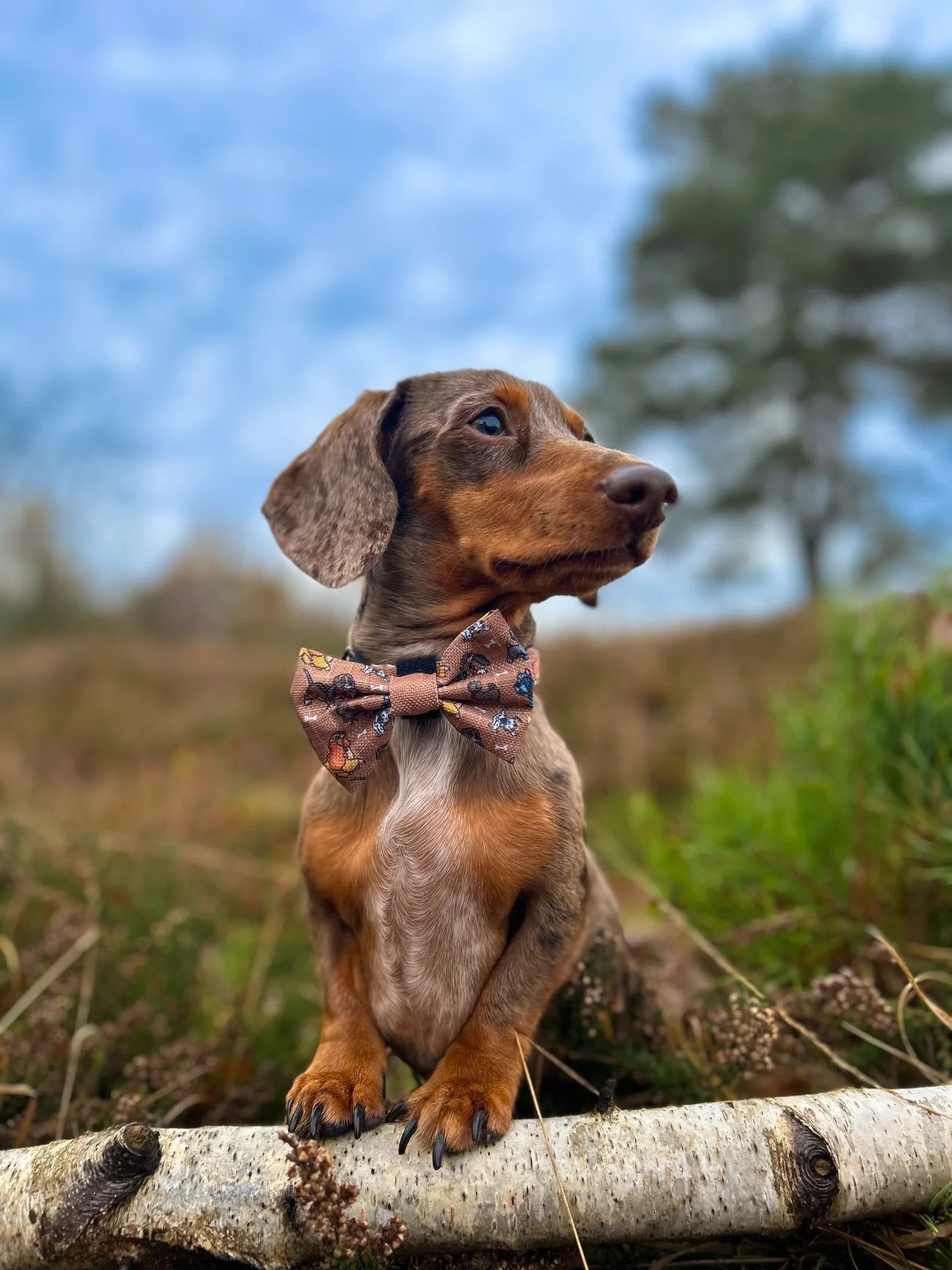 Disney- Dogs bow tie