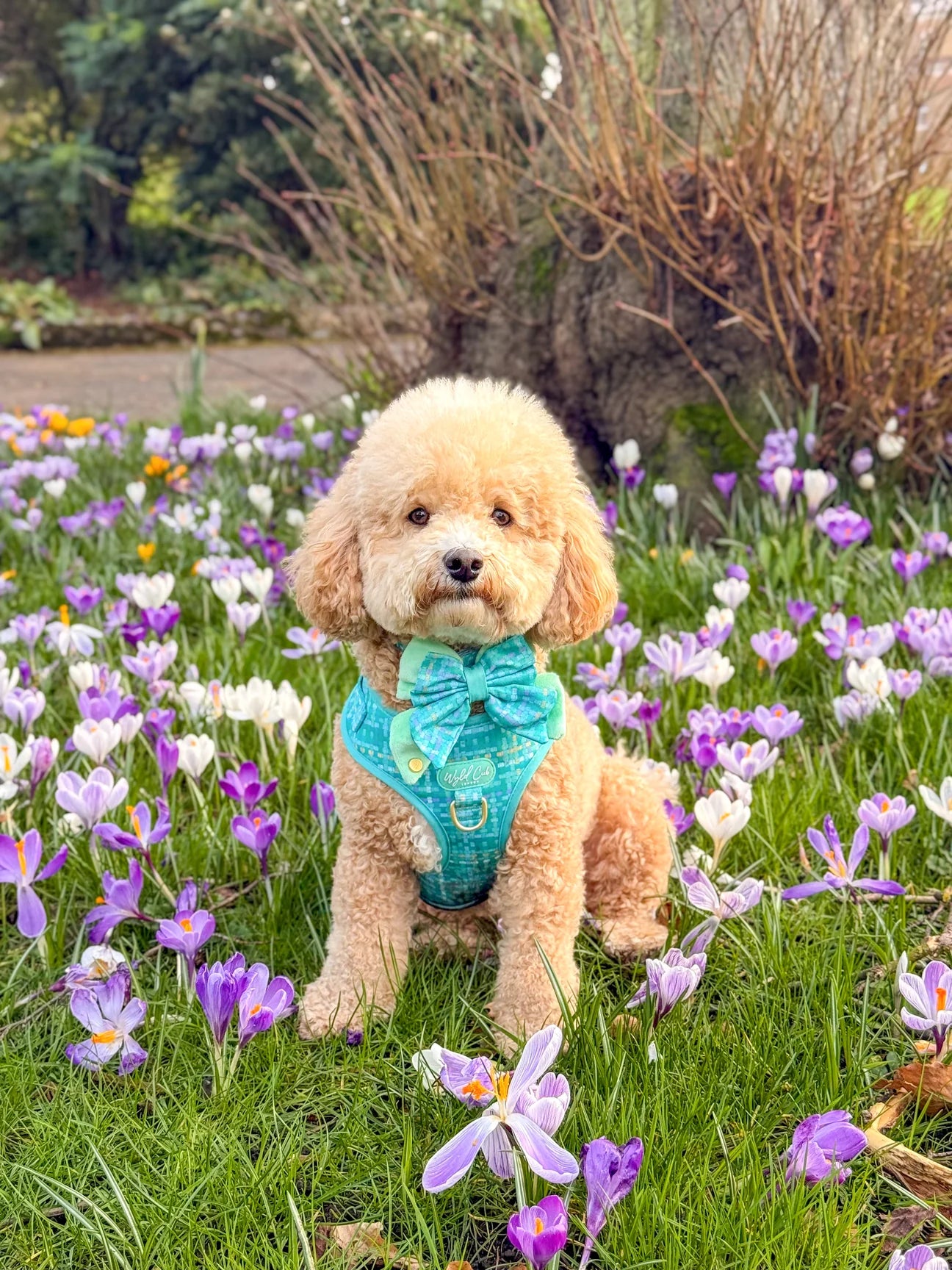 Belgravia Sweetpea Sailor bow