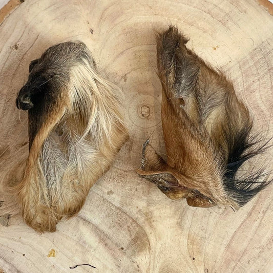 Hairy Cow Ear