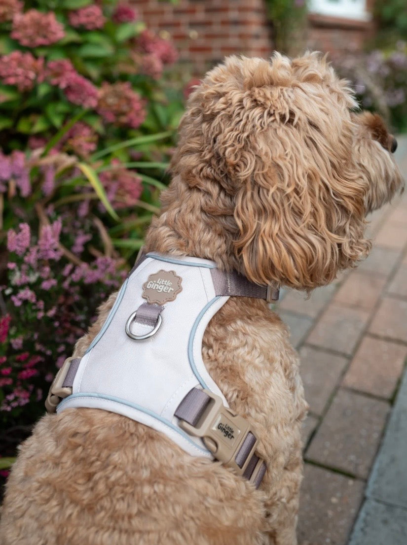 Little ginger control harness Caffe Latte