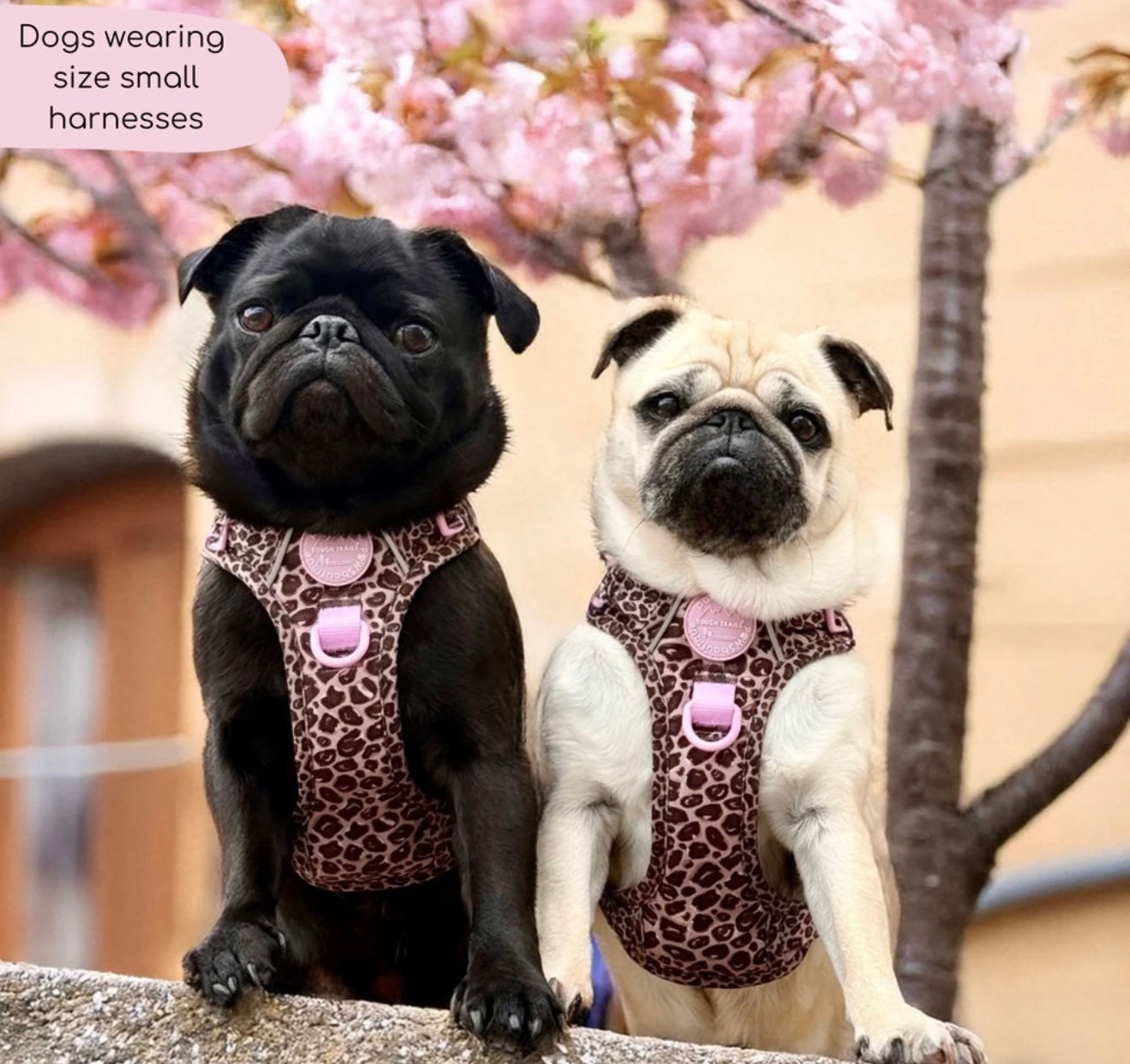 Leopard print Harness