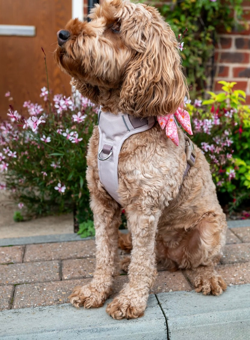 Little ginger control harness Caffe Latte