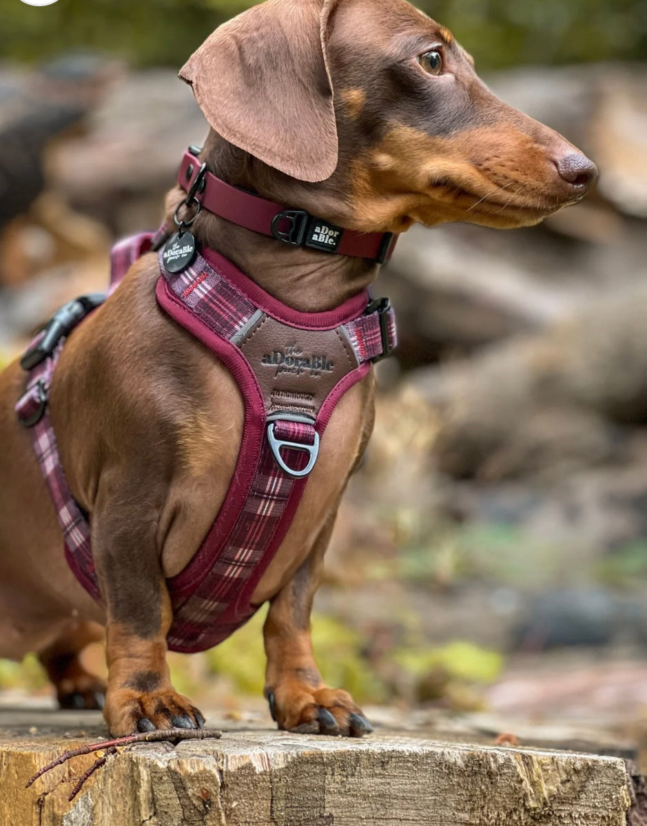 Hydroflex waterproof collar Merlot