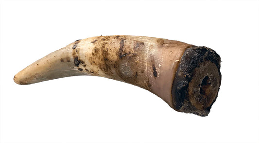 Cow Horn
