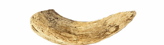 Lamb Horn Marrow