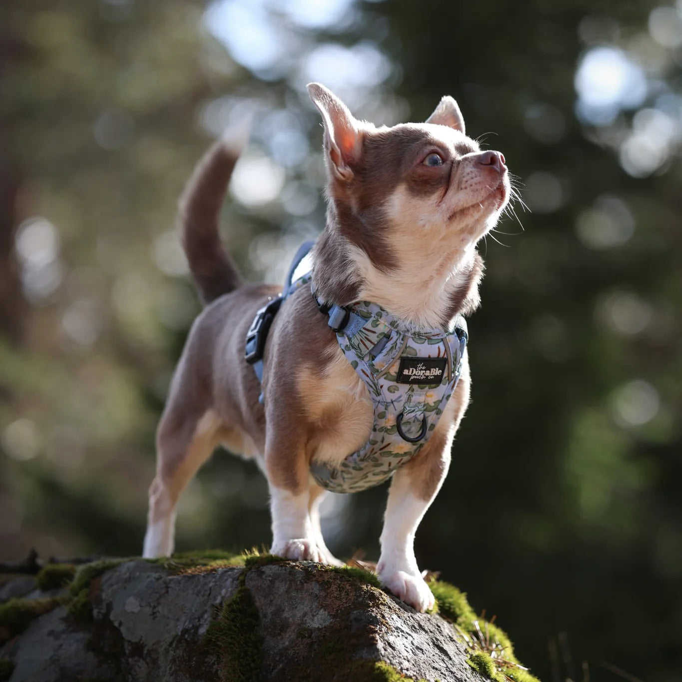 Willow Waters harness