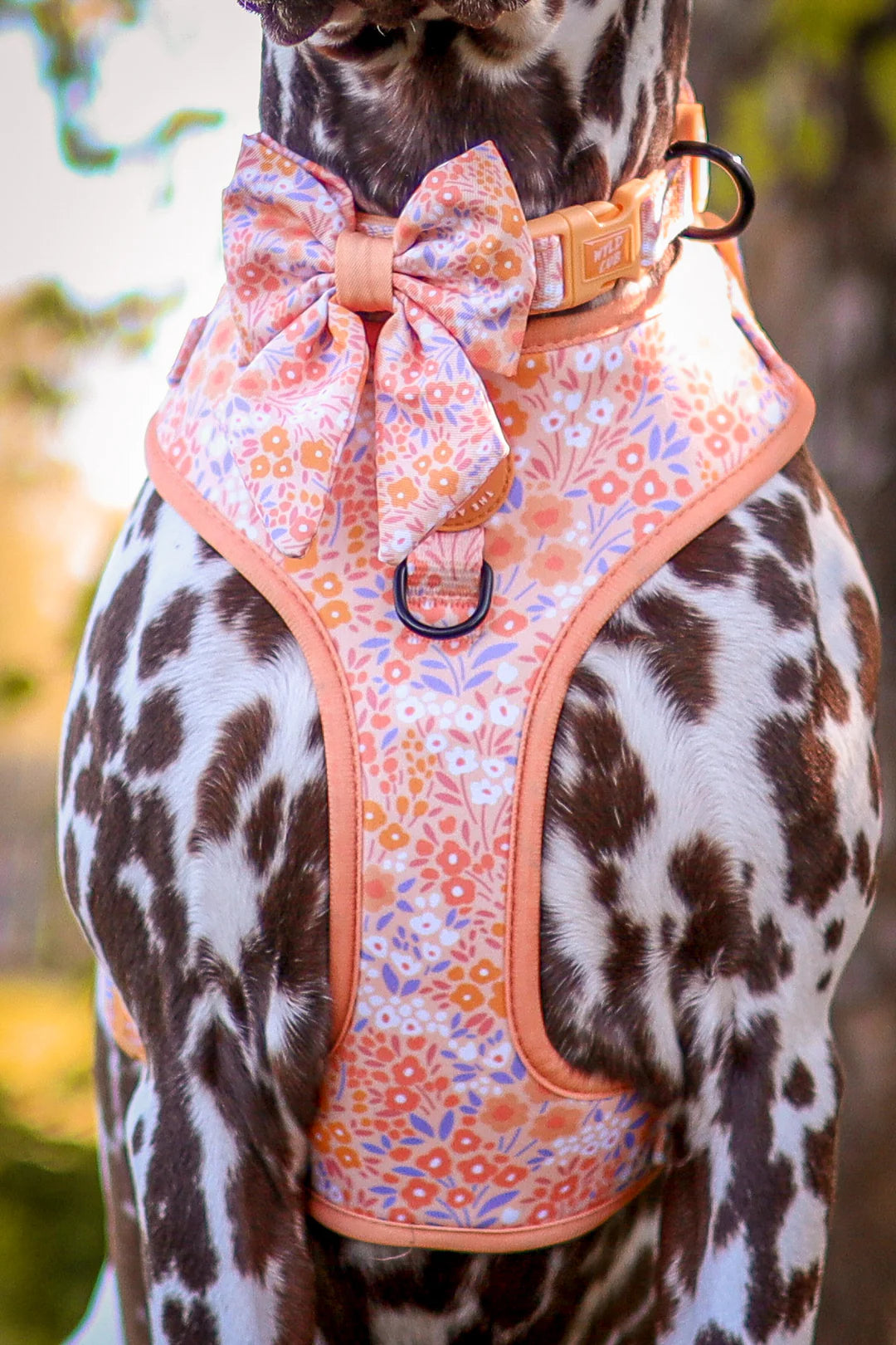 Notting Hill Buttercup adjustable harness