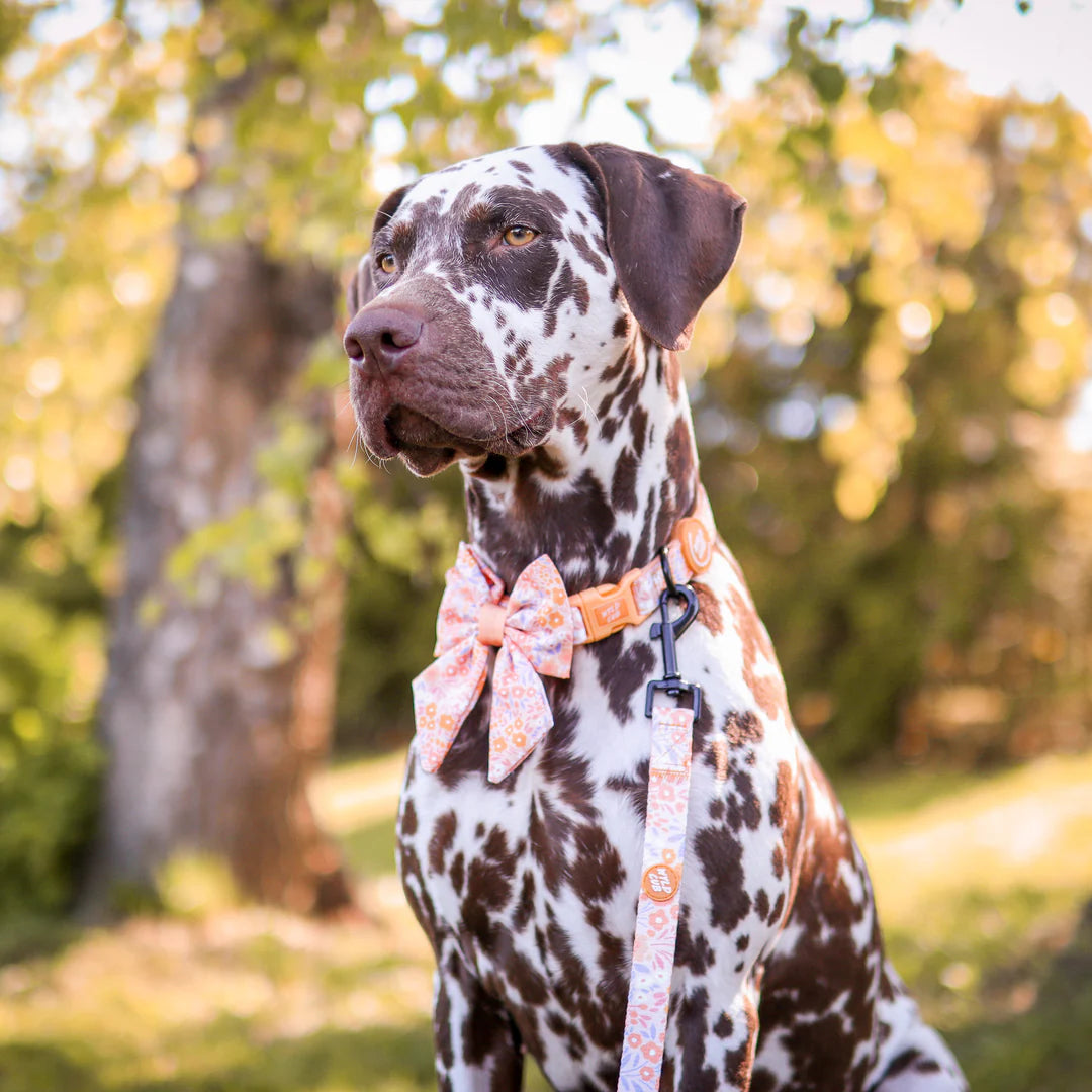 Notting Hill Buttercup collar