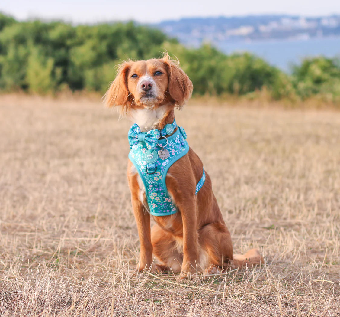 Notting hill- Mint harness