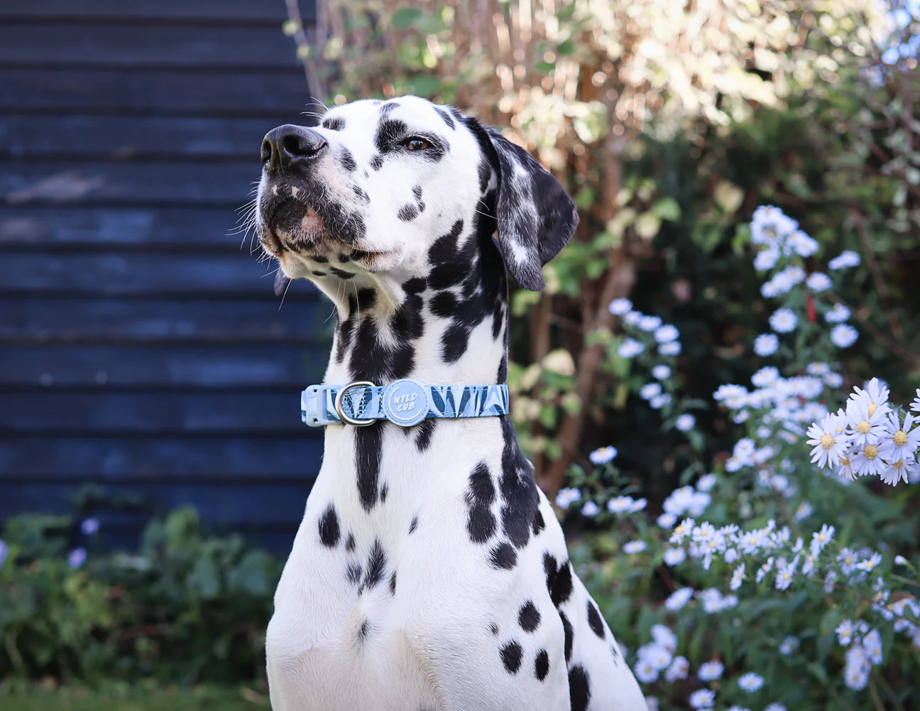 collar Kew Celeste