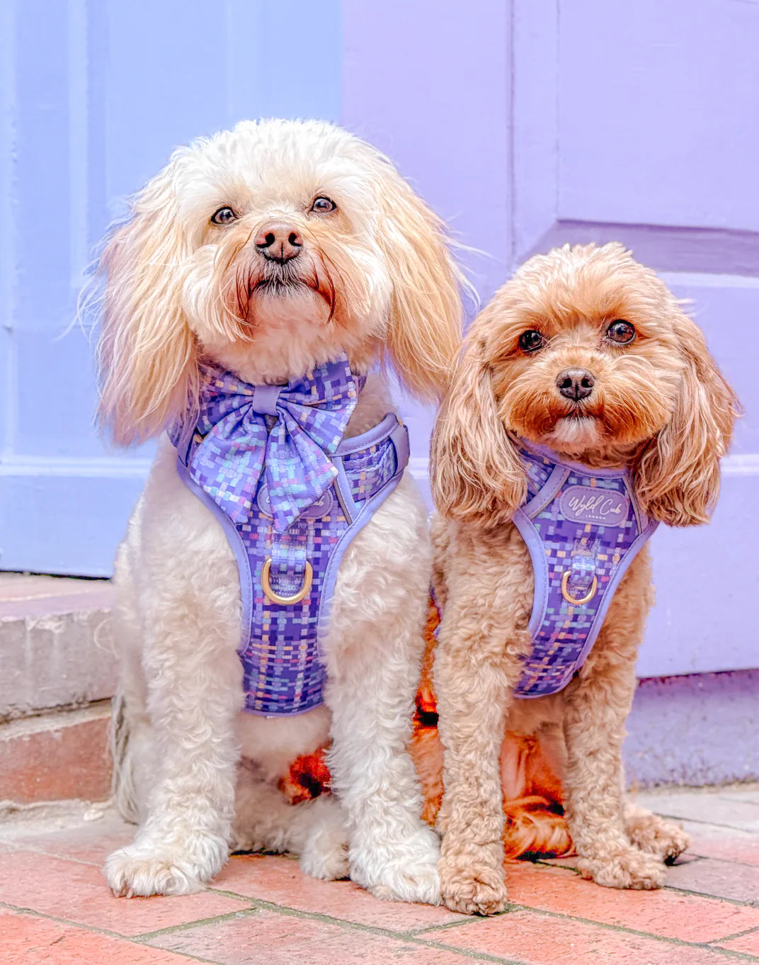 Belgravia Sugarplum - step and switch harness