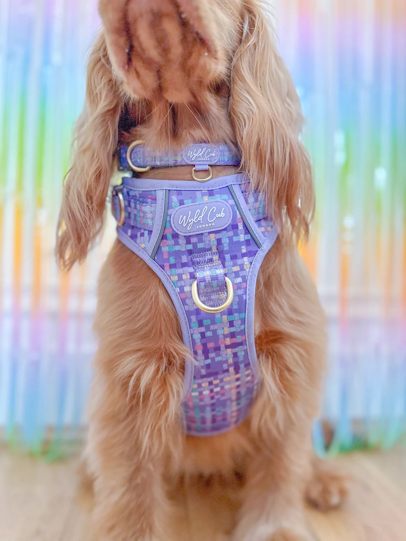 Belgravia Sugarplum - collar