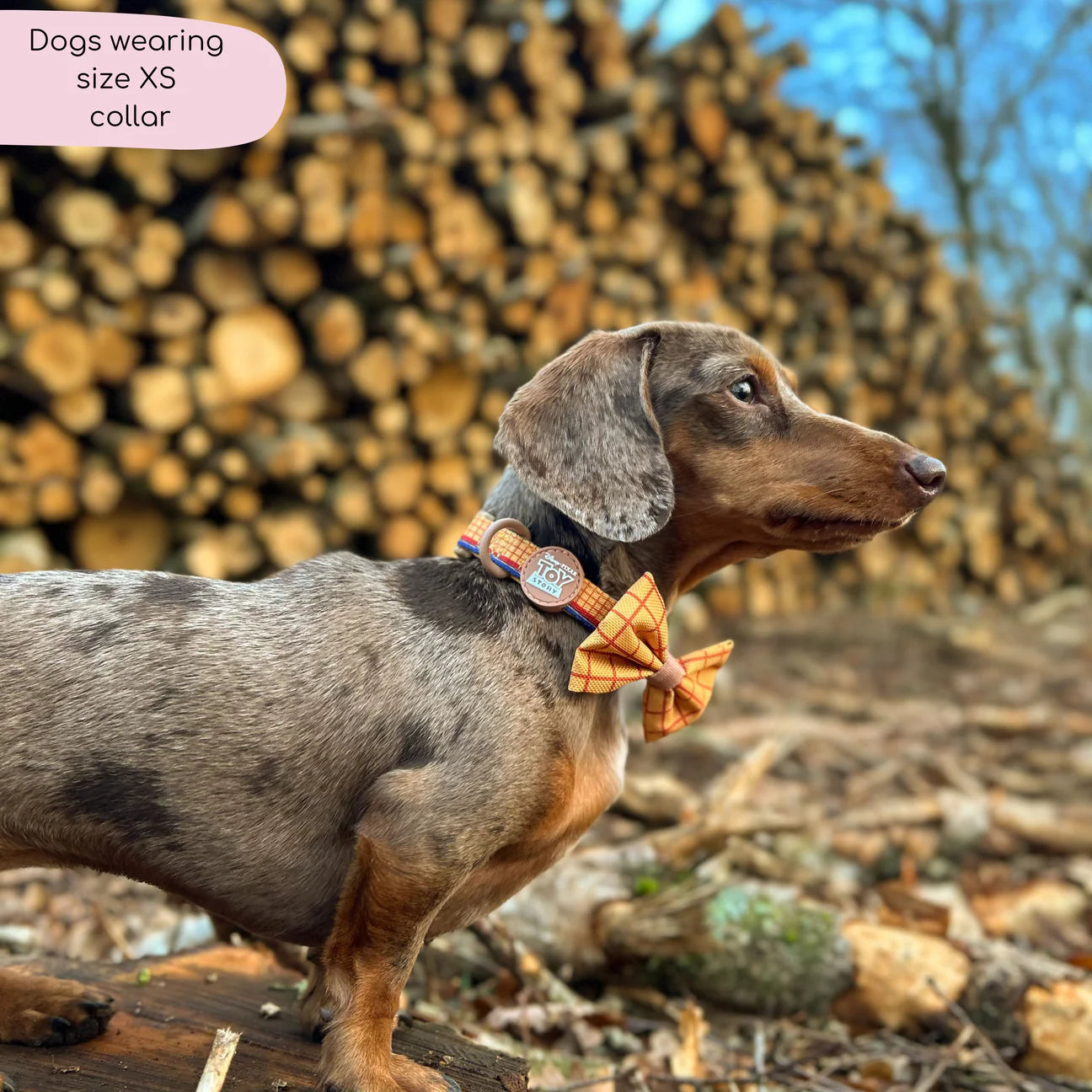 Disney- Woody- collar