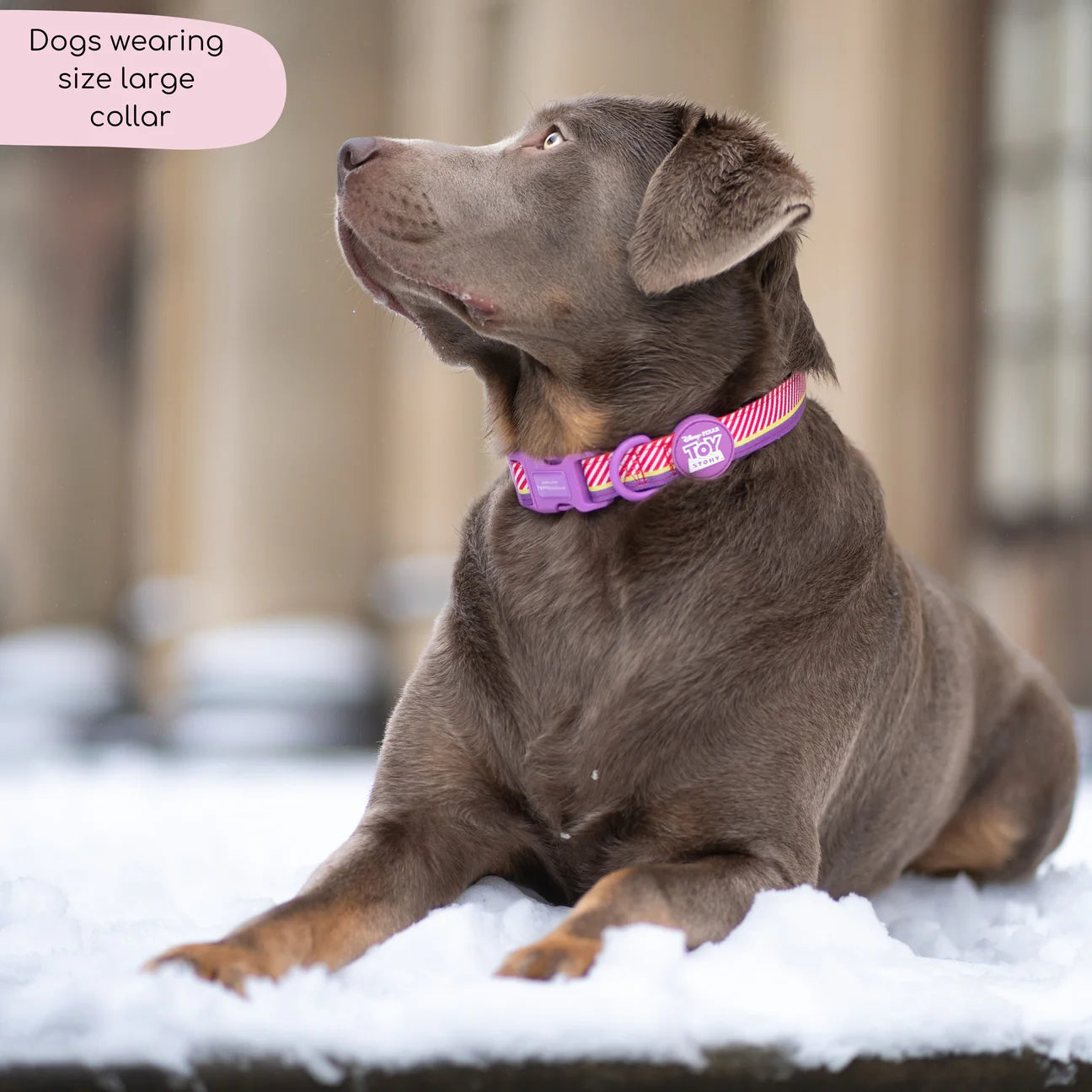 Disney- Buzz Lightyear -collar