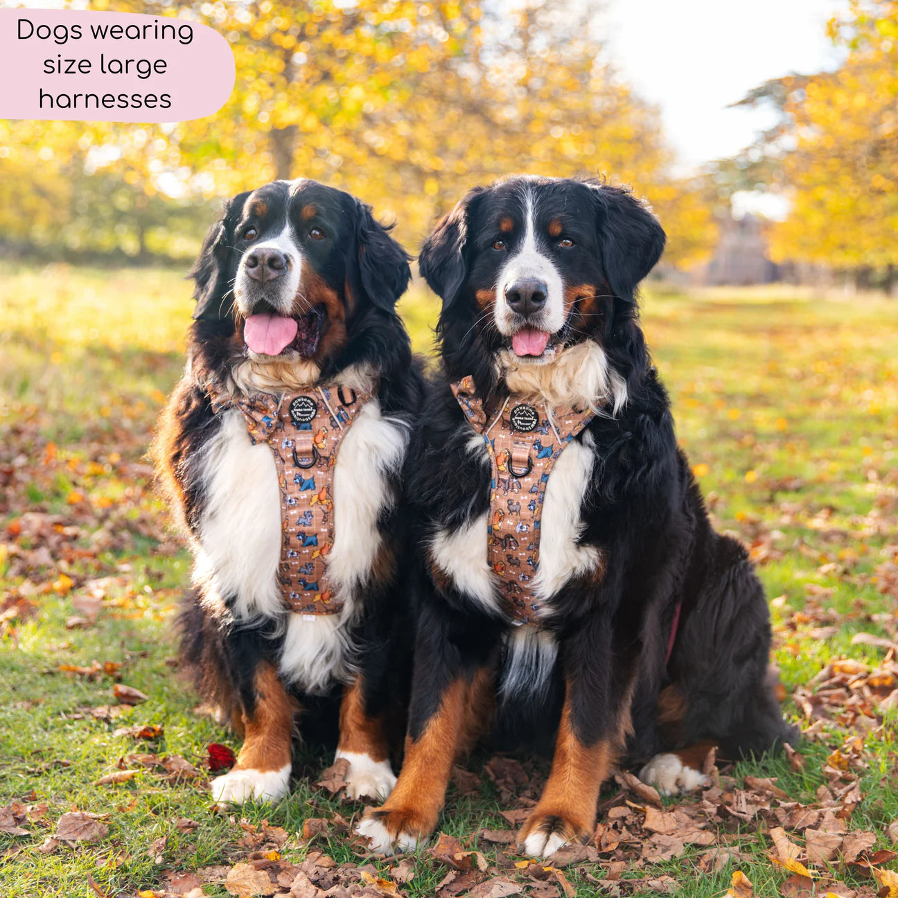 Disney- Dogs -harness
