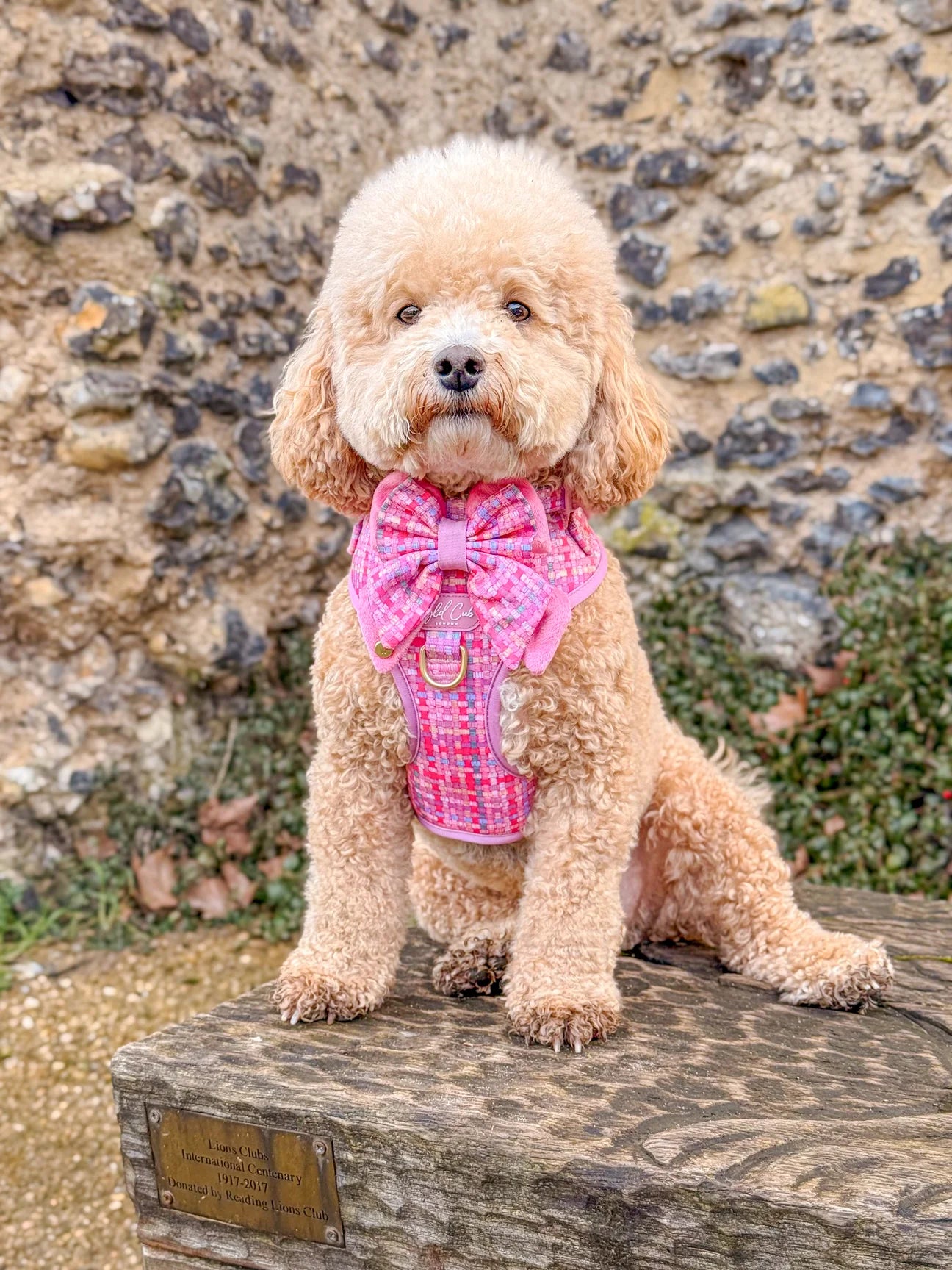 Belgravia Bon Bon Adjustable harness