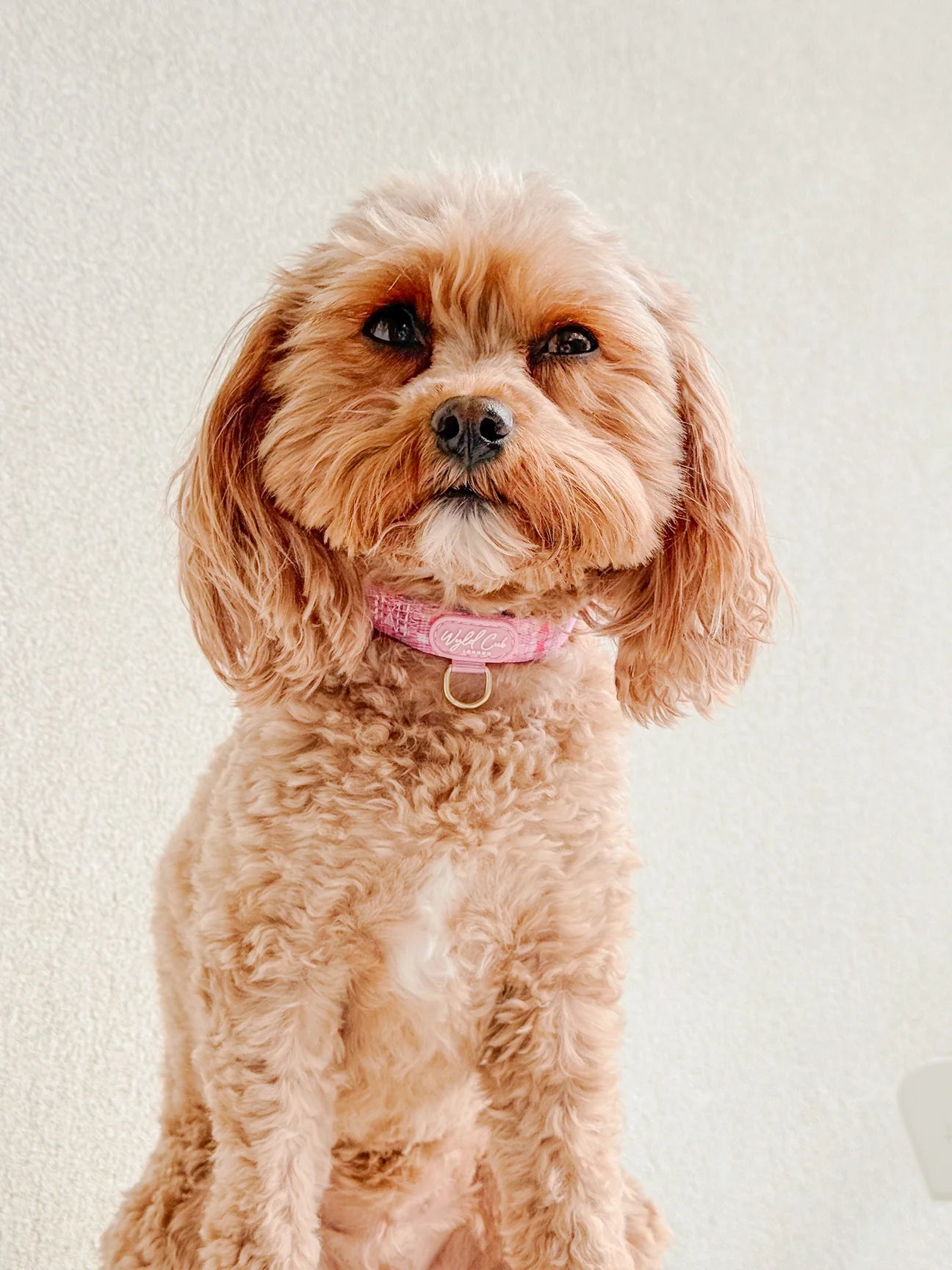 Belgravia Bon Bon Collar