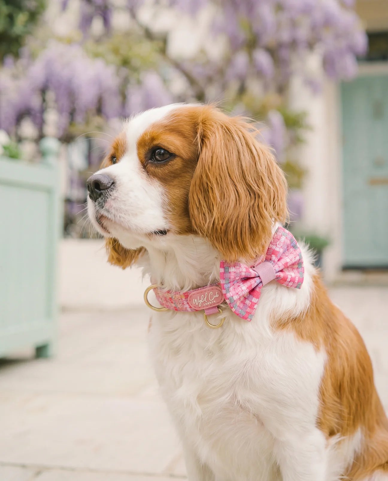 Belgravia Bon Bon Collar