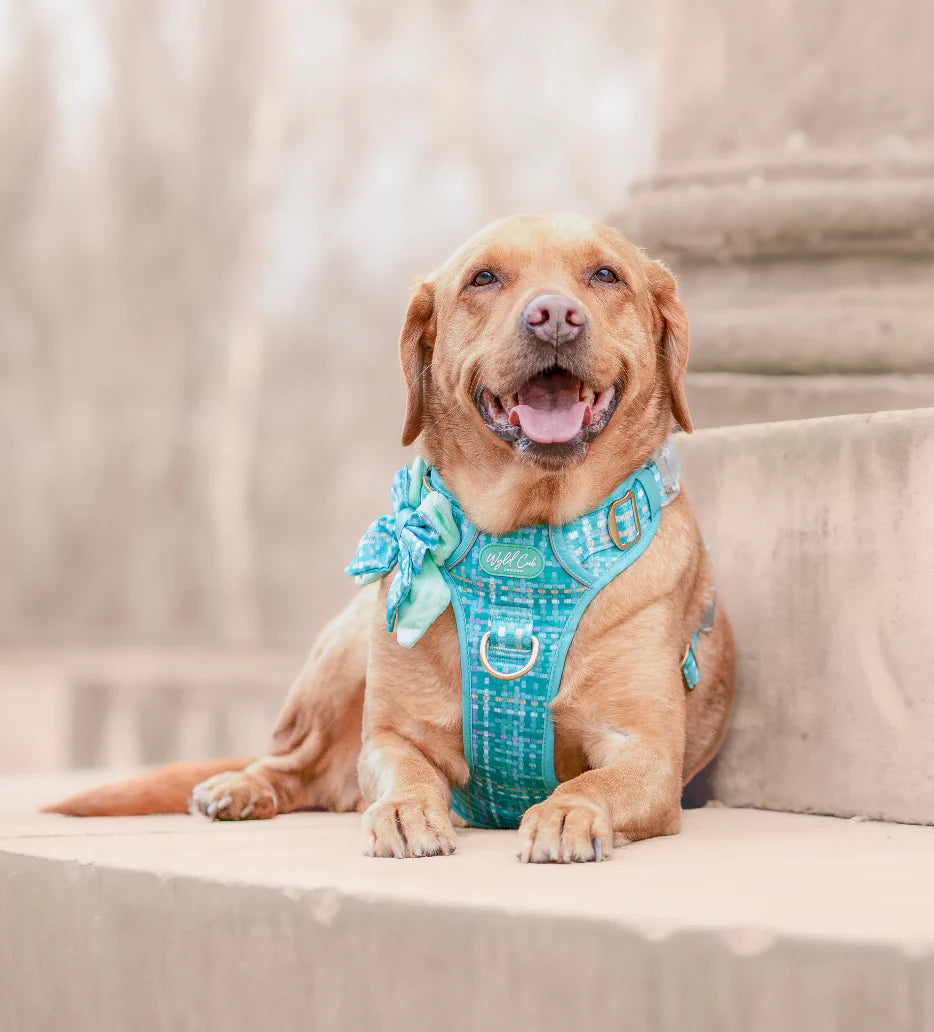 Belgravia Sweetpea Step and switch harness