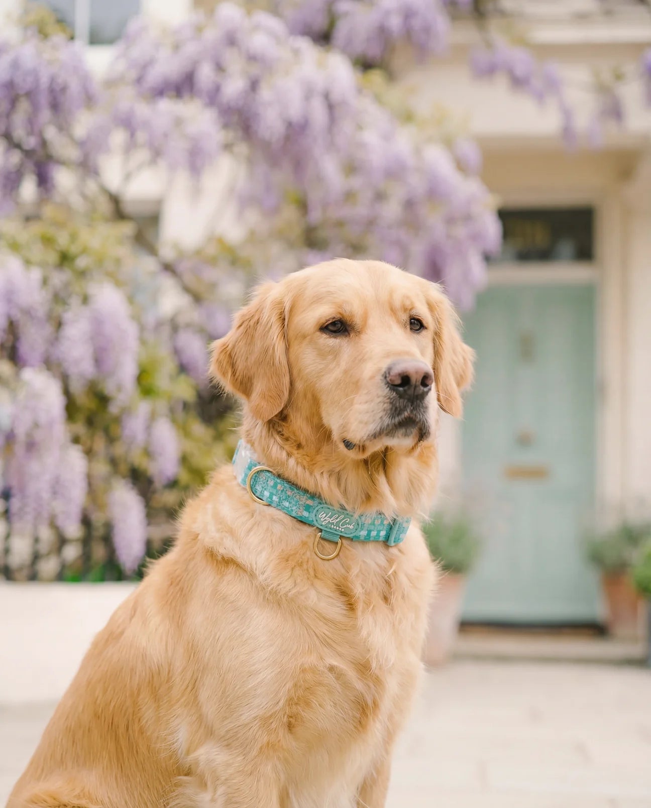 Belgravia Sweetpea collar