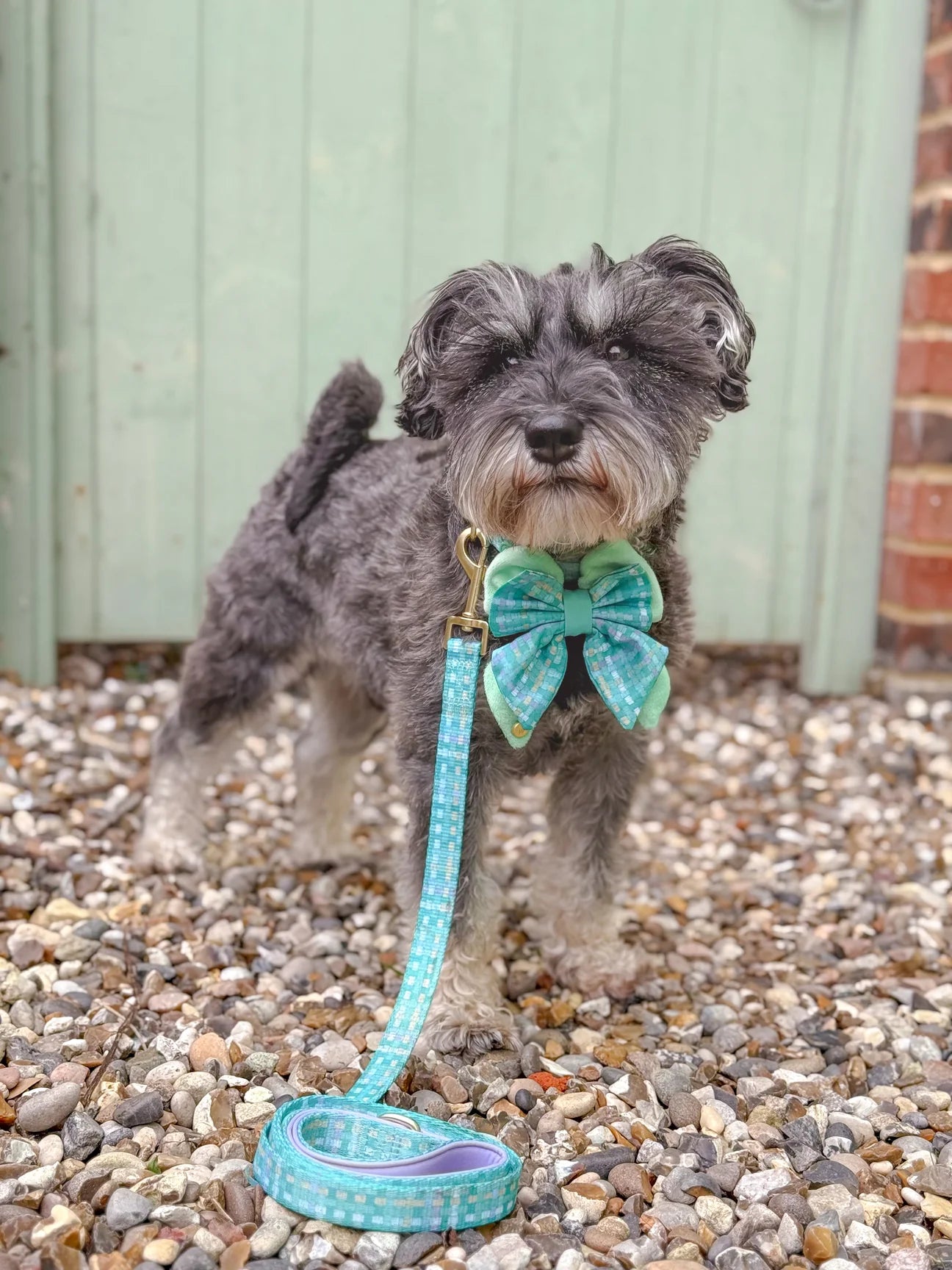 Belgravia Sweetpea Lead