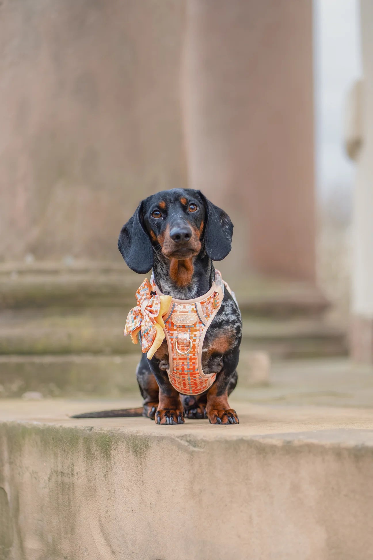 Belgravia Sorbet Step and switch harness