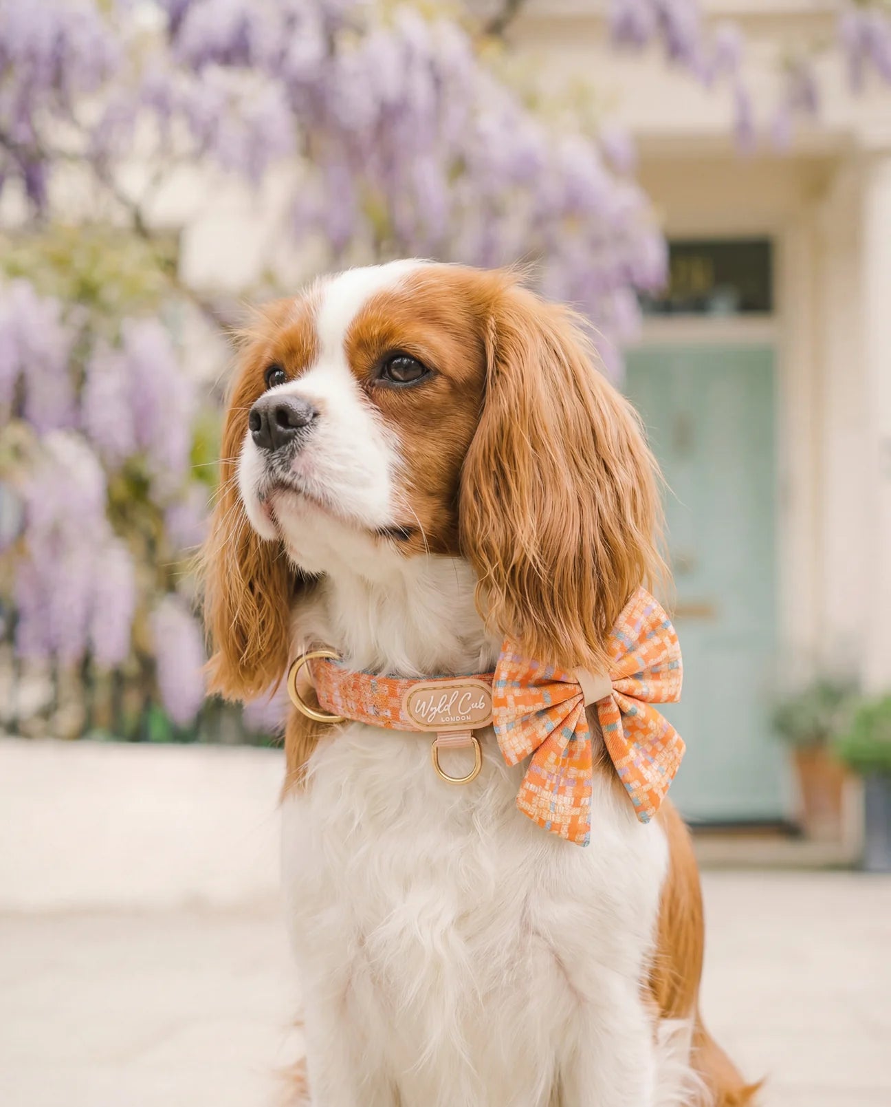 Belgravia Sorbet sailor bow