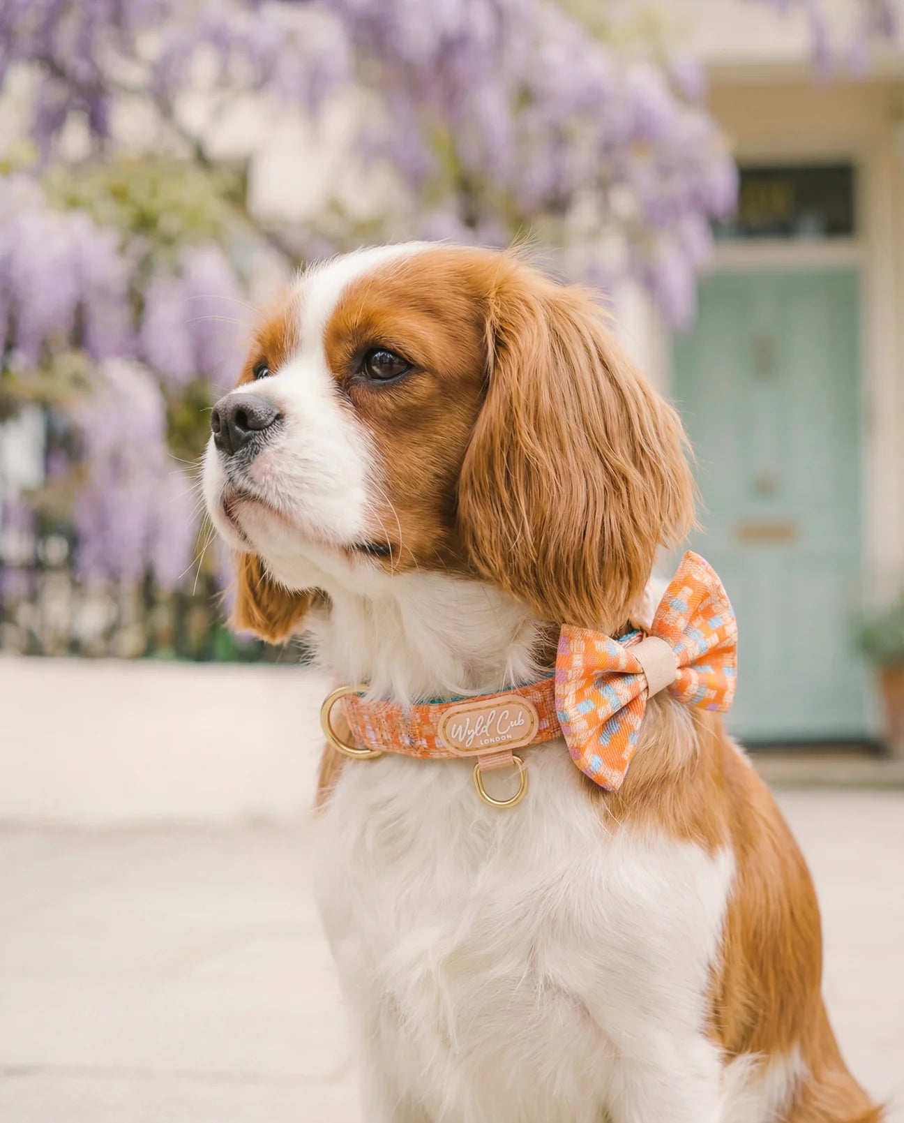 Belgravia Sorbet bow tie