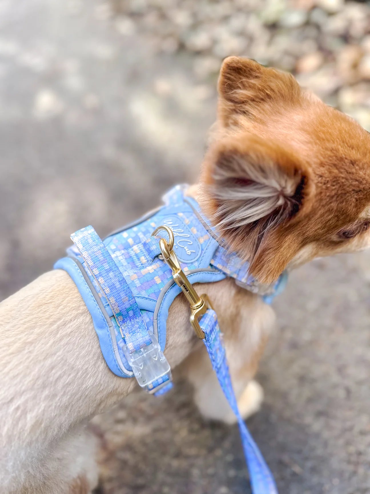 Belgravia Macaron Step and switch harness