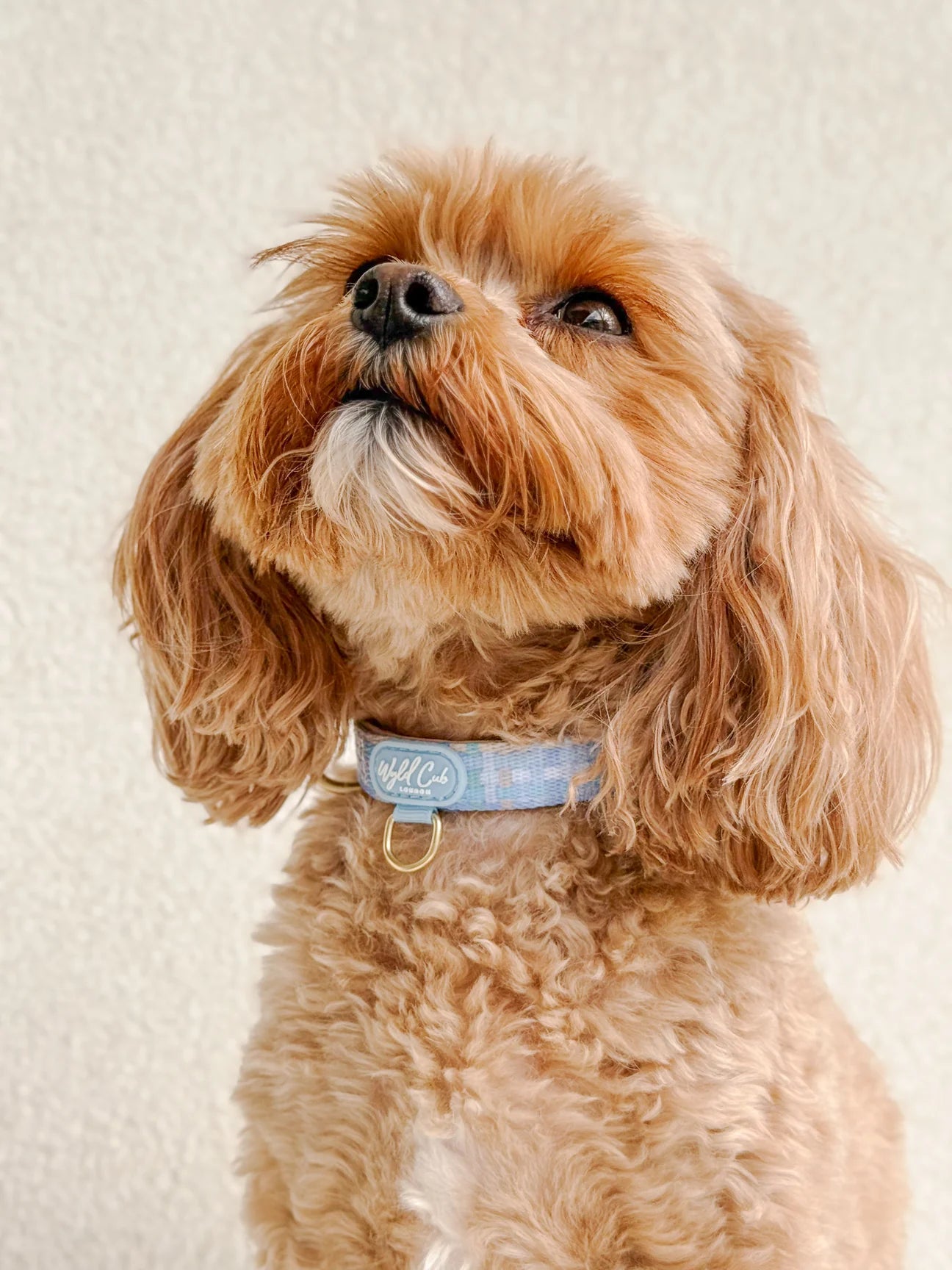 Belgravia Macaron collar