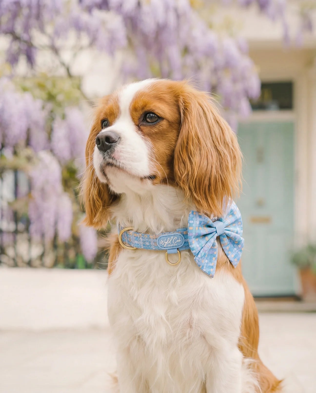 Belgravia Macaron sailor bow